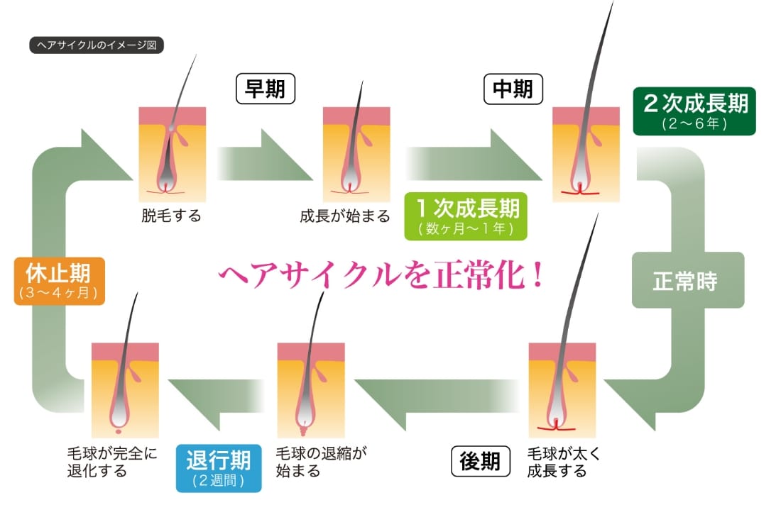 奈良県橿原市の女性の薄毛治療「発毛のメカニズム2」